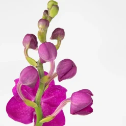 PLANT IN A BOX - Orchidée - vanda 'pink' - hauteur 55-65cm