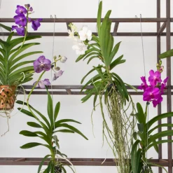 PLANT IN A BOX - Orchidée - vanda 'blue' - hauteur 55-65cm