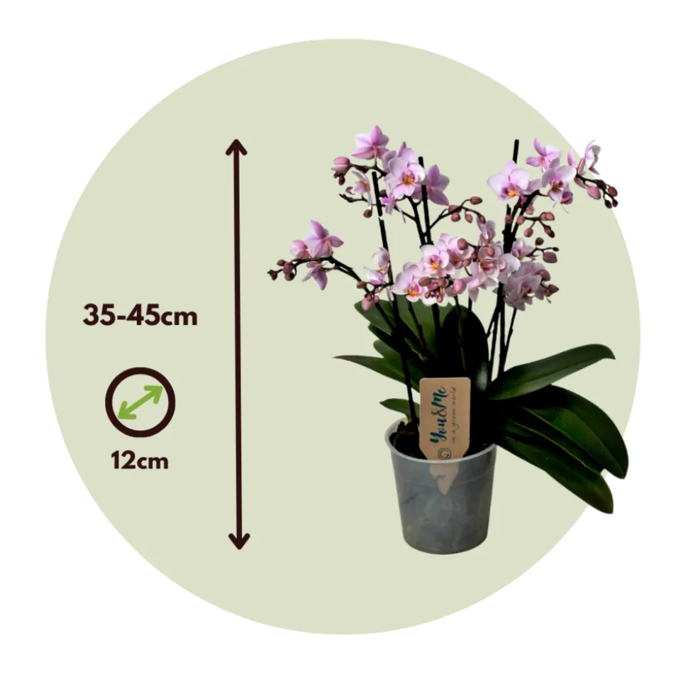 PLANT IN A BOX - Orchidée papillon - phalaenopsis multiflora - hauteur 35-45cm - ⌀12cm