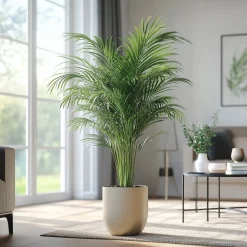 PLANT IN A BOX - Palmier areca - dypsis lutescens - hauteur 140-150cm - ⌀27cm