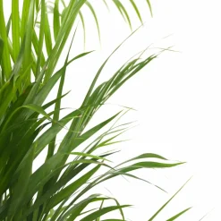 PLANT IN A BOX - Palmier areca - dypsis lutescens - hauteur 140-150cm - ⌀27cm
