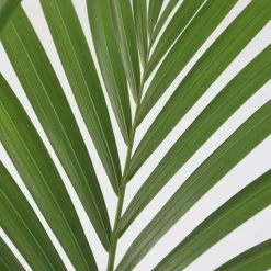 PLANT IN A BOX - Palmier kentia - howea forsteriana - hauteur 90-100cm - ⌀18cm