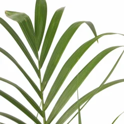 PLANT IN A BOX - Palmier kentia - howea forsteriana - hauteur 90-100cm - ⌀18cm