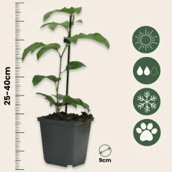 PLANT IN A BOX - Passiflore - set de 6 - passiflora edulis 'frederick' - hauteur 25-40cm - ⌀9cm