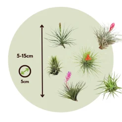 PLANT IN A BOX - Plante aérienne - set de 10 - tillandsia - hauteur 5-15cm - ⌀5cm