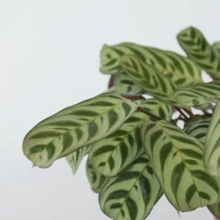 PLANT IN A BOX - Plante dormeuse - ctenanthe 'burle-marxii' - hauteur 30-40cm - ⌀14cm