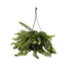 PLANT IN A BOX - Plante rouge à lèvres - aeschynanthus pulcher - hauteur 20-30cm - ⌀15cm
