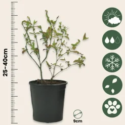 PLANT IN A BOX - Plantes fruitières - set de 8 - actinidia, vaccinium, lycium - h25-40cm - ⌀9cm