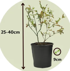 PLANT IN A BOX - Plantes fruitières - set de 8 - actinidia, vaccinium, lycium - h25-40cm - ⌀9cm