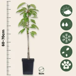 PLANT IN A BOX - Pommier - set de 6 - malus - hauteur 60-70cm - ⌀9cm
