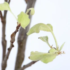 PLANT IN A BOX - Pommier - malus domestica 'elstar' - hauteur 90-100cm - ⌀21cm
