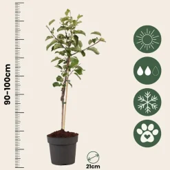 PLANT IN A BOX - Pommier - malus domestica 'elstar' - hauteur 90-100cm - ⌀21cm
