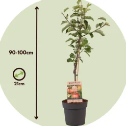 PLANT IN A BOX - Pommier - malus domestica 'elstar' - hauteur 90-100cm - ⌀21cm