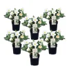 PLANT IN A BOX - Rose de noël - set de 6 - helleborus niger 'mont blanc' - h20-30cm - ⌀12cm