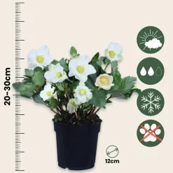 PLANT IN A BOX - Rose de noël - set de 6 - helleborus niger 'mont blanc' - h20-30cm - ⌀12cm