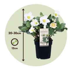PLANT IN A BOX - Rose de noël - set de 6 - helleborus niger 'mont blanc' - h20-30cm - ⌀12cm