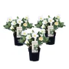 PLANT IN A BOX - Rose de noël - set de 3 - helleborus niger 'mont blanc' - h20-30cm - ⌀12cm