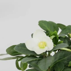 PLANT IN A BOX - Rose de noël - set de 3 - helleborus niger 'mont blanc' - h20-30cm - ⌀12cm