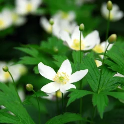 PLANT IN A BOX - Rose de noël - set de 3 - helleborus niger 'mont blanc' - h20-30cm - ⌀12cm