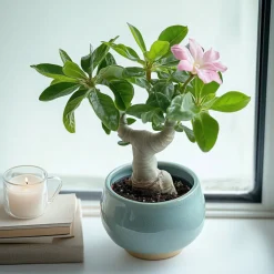 PLANT IN A BOX - Rose du désert - set de 2 - adenium obesum - hauteur 25-40cm - ⌀10,5cm