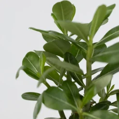 PLANT IN A BOX - Rose du désert - adenium obesum - hauteur 25-40cm - ⌀10,5cm
