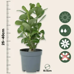 PLANT IN A BOX - Rose du désert - adenium obesum - hauteur 25-40cm - ⌀10,5cm