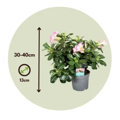 PLANT IN A BOX - Rose du désert - set de 2 - adenium obesum - hauteur 30-45cm - ⌀13cm