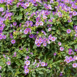 PLANT IN A BOX - Solanum - set de 6 - lycianthes rantonnetii - hauteur 25-40cm - ⌀9cm