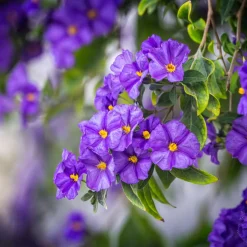PLANT IN A BOX - Solanum - set de 6 - lycianthes rantonnetii - hauteur 25-40cm - ⌀9cm
