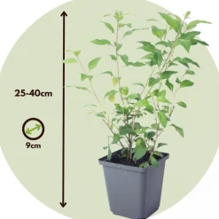 PLANT IN A BOX - Solanum - set de 6 - lycianthes rantonnetii - hauteur 25-40cm - ⌀9cm