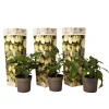 PLANT IN A BOX - Tomatillo - set de 3 - solanum muricatum 'pepino gold' - hauteur 25-40cm - ⌀9cm