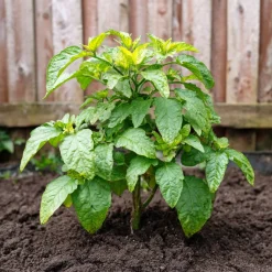 PLANT IN A BOX - Tomatillo - set de 3 - solanum muricatum 'pepino gold' - hauteur 25-40cm - ⌀9cm