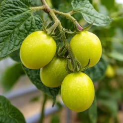 PLANT IN A BOX - Tomatillo - set de 3 - solanum muricatum 'pepino gold' - hauteur 25-40cm - ⌀9cm