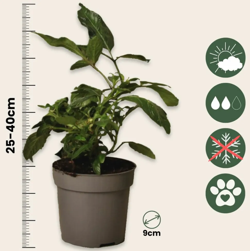 PLANT IN A BOX - Tomatillo - set de 3 - solanum muricatum 'pepino gold' - hauteur 25-40cm - ⌀9cm