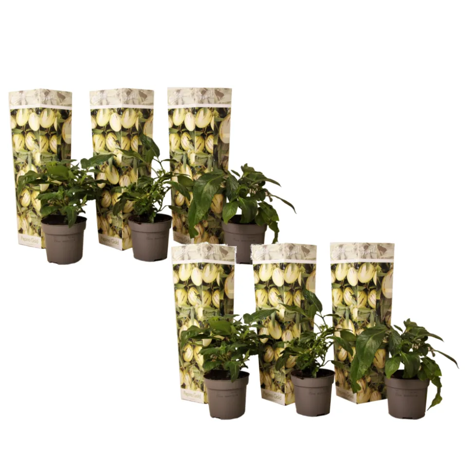 PLANT IN A BOX - Tomatillo - set de 6 - solanum muricatum 'pepino gold' - hauteur 25-40cm - ⌀9cm