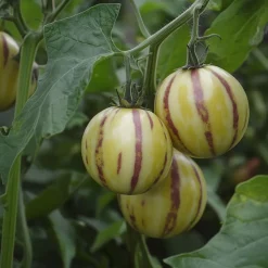 PLANT IN A BOX - Tomatillo - set de 6 - solanum muricatum 'pepino gold' - hauteur 25-40cm - ⌀9cm
