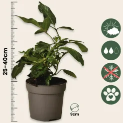 PLANT IN A BOX - Tomatillo - set de 6 - solanum muricatum 'pepino gold' - hauteur 25-40cm - ⌀9cm