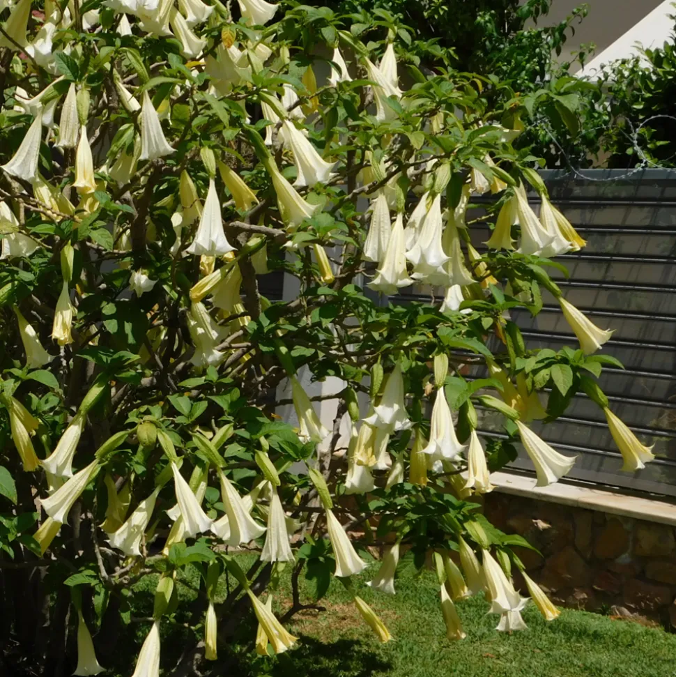 PLANT IN A BOX - Trompette des anges - set de 3 - brugmansia - hauteur 25-40cm - ⌀9cm