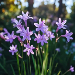 PLANT IN A BOX - Tulbaghie - set de 6 - tulbaghia violacea - hauteur 15-25cm - ⌀9cm