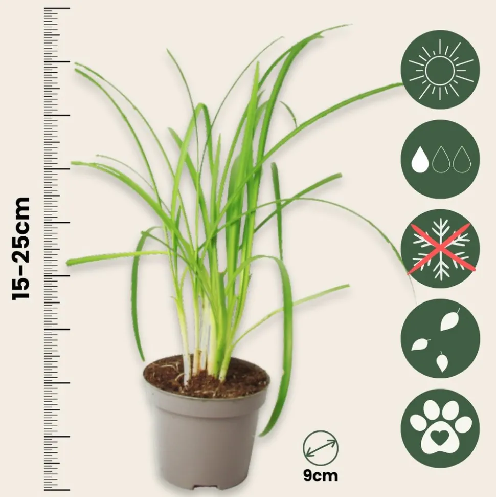 PLANT IN A BOX - Tulbaghie - set de 6 - tulbaghia violacea - hauteur 15-25cm - ⌀9cm