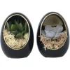 PLANT IN A BOX - Œuf noir d'or - set de 2 - echeveria lilacina - hauteur 12cm