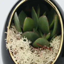 PLANT IN A BOX - Œuf noir d'or - set de 2 - echeveria lilacina - hauteur 12cm