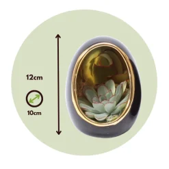 PLANT IN A BOX - Œuf noir d'or - set de 2 - echeveria lilacina - hauteur 12cm