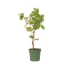 PLANT IN A BOX - Vigne à raisin - vitis vinifera ‘himrod’ - hauteur 60-75cm - ⌀21cm