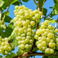 PLANT IN A BOX - Vigne à raisin - vitis vinifera ‘himrod’ - hauteur 60-75cm - ⌀21cm