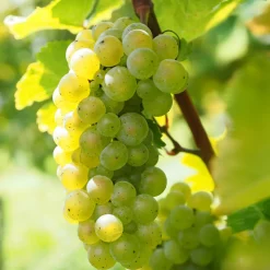 PLANT IN A BOX - Vigne à raisin - vitis vinifera ‘himrod’ - hauteur 60-75cm - ⌀21cm