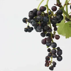 PLANT IN A BOX - Vigne à raisin - vitis vinifera ‘nero’ - hauteur 60-75cm - ⌀21cm
