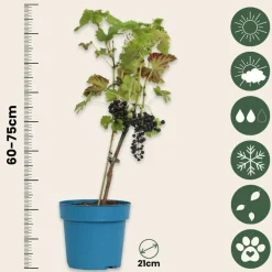 PLANT IN A BOX - Vigne à raisin - vitis vinifera ‘nero’ - hauteur 60-75cm - ⌀21cm
