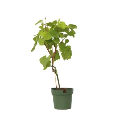 PLANT IN A BOX - Vigne à raisin - vitis vinifera ‘vanessa’ - hauteur 60-75cm - ⌀21cm