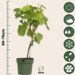 PLANT IN A BOX - Vigne à raisin - vitis vinifera ‘vanessa’ - hauteur 60-75cm - ⌀21cm